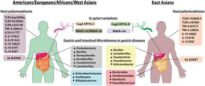 Peptic Ulcer and Gastric Cancer: Is It All in the Complex Host–Microbiome Interplay That Is Encoded in the Genomes of “Us” and “Them”?